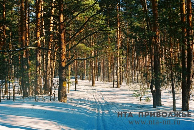 Патрулирование лесов Нижегородской области усилено в  преддверии новогодних праздников