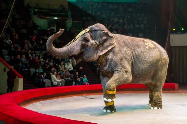 Слон напал на рабочего в Казанском цирке
