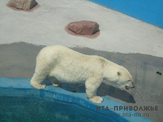 Питьевой режим для животных в нижегородском зоопарке "Лимпопо" увеличен в связи с жарой