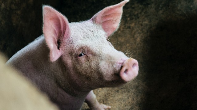 Труп свиньи с АЧС нашли у автотрассы в Нижегородской области