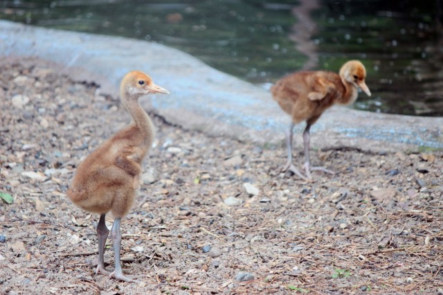 Птенцы появились в семействе японских журавлей в нижегородском зоопарке "Лимпопо"