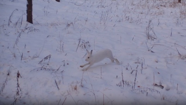 Погоня волка за зайцев снята на фотоловушку в Керженском заповеднике (ВИДЕО)