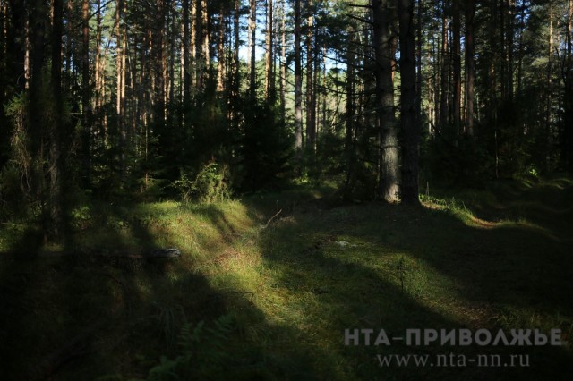 Только 58% земель лесного фонда в Нижегородской области поставлены на кадастровый учёт