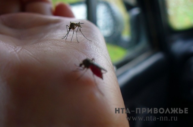 Эксперты составили лайфхаки по выбору средств от комаров в нижегородских магазинах