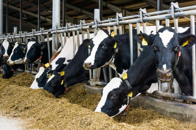 Производство молока в Нижегородской области за 8 месяцев 2020 года выросло на 3,8%