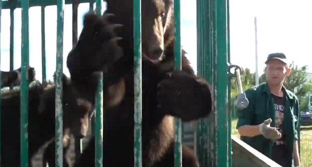 Медвежат из нижегородского зоопарка "Мишутка" поселили в Керженском заповеднике (ВИДЕО)