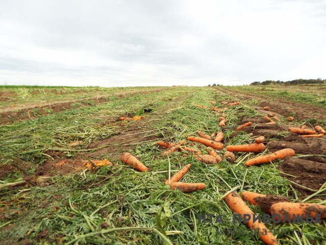 Почти на 50% подешевела морковь в Нижегородской области за прошедший месяц