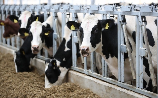 Почти на 1,5% выросло производство молока в Нижегородской области в первом полугодии