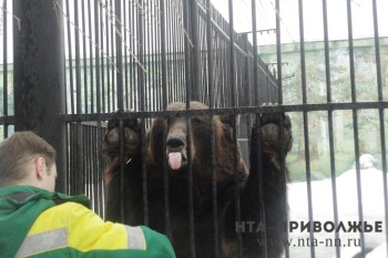 Бурый медведь исключён из Красной книги Татарстана