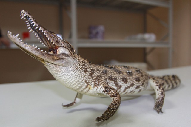 Таможенники передали в дар Самарскому детскому центру конфискованное чучело крокодила