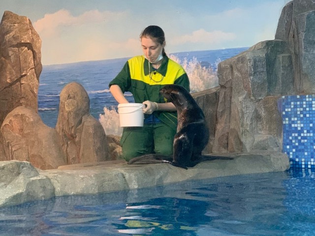 Морского котика привезли в нижегородский зоопарк