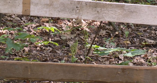 Защитные ограждения для краснокнижных растений установили в нижегородском парке "Швейцария"