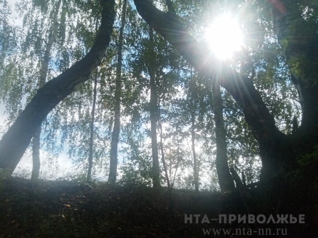 Бабье лето ожидается в Нижегородской области в конце сентября