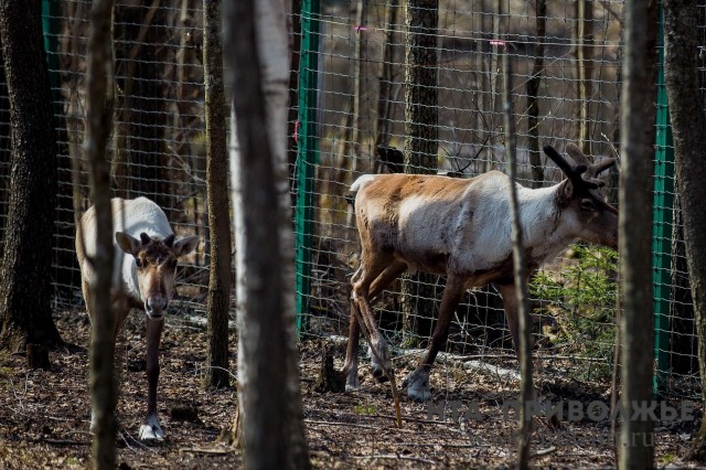 Популяция лесного северного оленя в Керженском заповеднике увеличилась до 21 особи