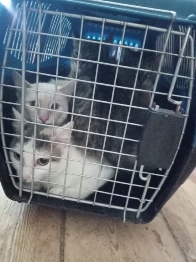 Зоозащитники Оренбурга спасли более десятка запертых в квартире кошек