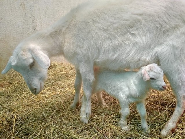Оракул Самары-города-организатора ЧМ-2018 коза Забияка впервые стала мамой
