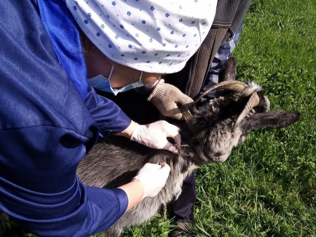 Вакцинация от бешенства выполнена 180 тыс. животным в Нижегородской области