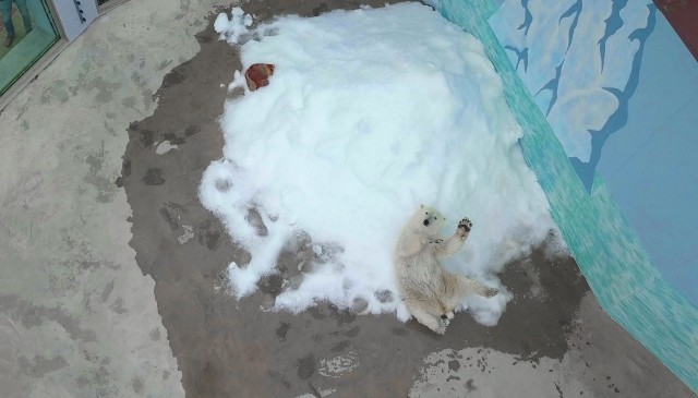 Ледогенератор появился в вольере белой медведицы в нижегородском зоопарке 