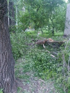 Дерево упало на девочку в Ульяновске