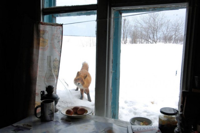 Нижегородский Госохотнадзор рекомендует не вступать в контакт с выходящими к людям лисицами для предотвращения бешенства