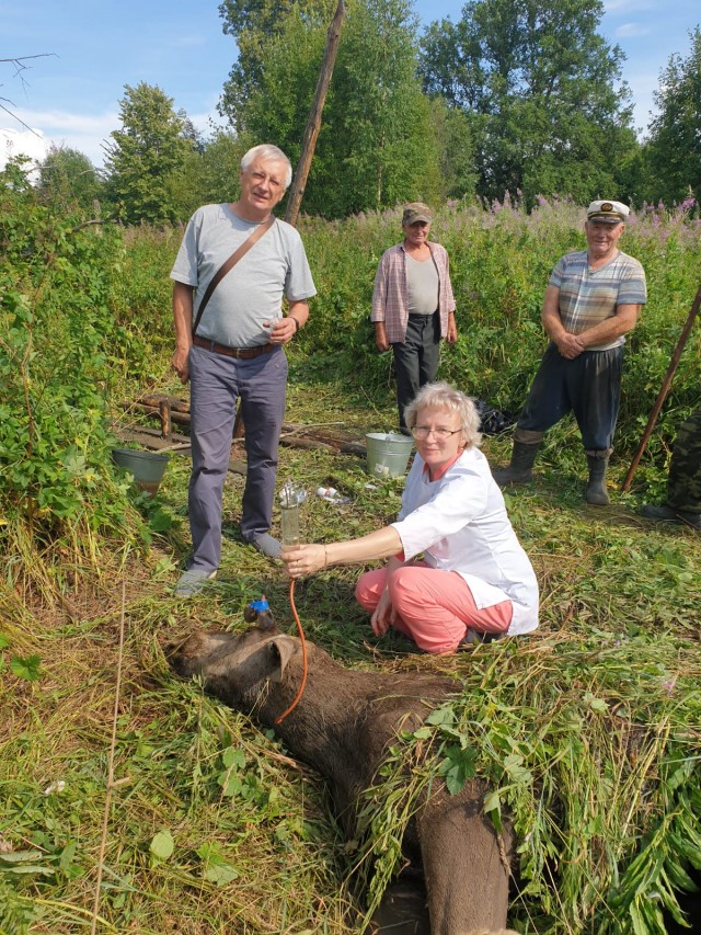 Лося спасли из заброшенного колодца в Нижегородской области