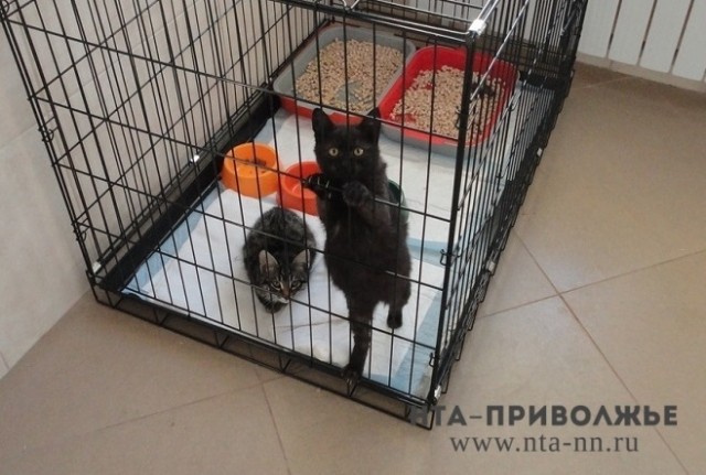 Живодёр из Арзамаса Нижегородской области арестован по решению суда