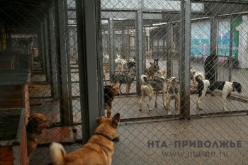 Число заявок на отлов собак в Казани снизилось на 32% за 2023 год