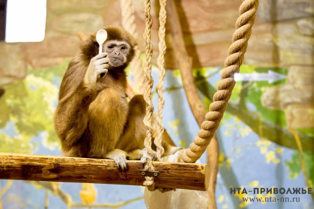Первоклассники смогут посетить нижегородский зоопарк "Лимпопо" бесплатно 1 сентября 