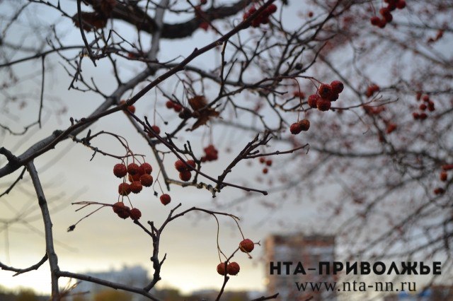 Похолодание до -6 градусов прогнозируется в Нижегородской области в ночь на воскресенье
