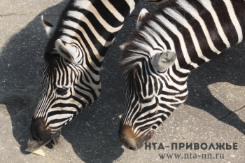 Зоопарк может быть размещён в чебоксарском Заволжье
