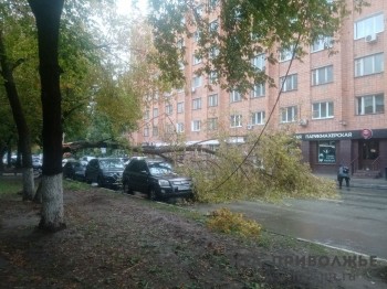 Почти 130 деревьев упали из-за снегопада в Нижнем Новгороде