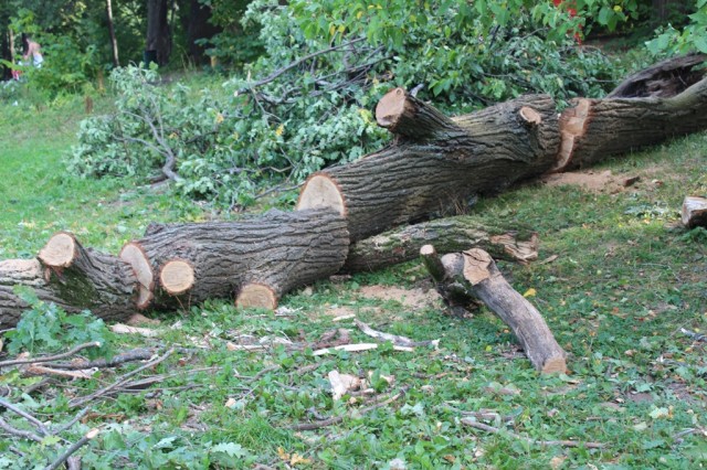 Виновные в вырубке деревьев в ходе благоустройства Щелоковского хутора в Нижнем Новгороде будут привлечены к административной ответственности