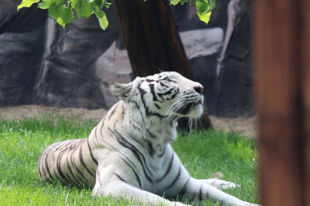 Белая бенгальская тигрица поселилась в нижегородском зоопарке "Лимпопо"