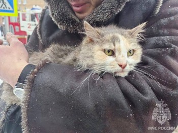 Кошку Фросю спасли из пожара на Звездинке в Нижнем Новгороде