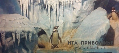 Строительство пингвинариума завершилось в нижегородском зоопарке: сейчас там живут выдры (ВИДЕО)
