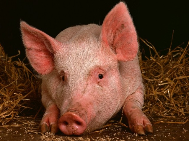Еще один очаг заражения африканской чумой свиней обнаружен в Вачском районе Нижегородской области