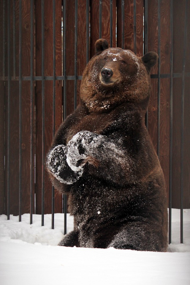 Бурый медведь в нижегородском зоопарке вышел из зимней спячки