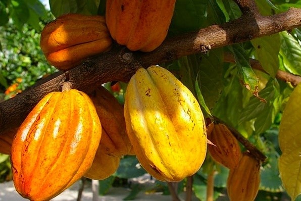 Плоды какао в ботаническом саду ННГУ созрели впервые за 15 лет