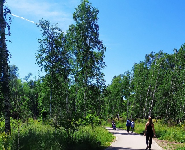 Более 1,5 тысячи новых деревьев и кустарников высадят в Светлоярском парке Нижнего Новгорода
