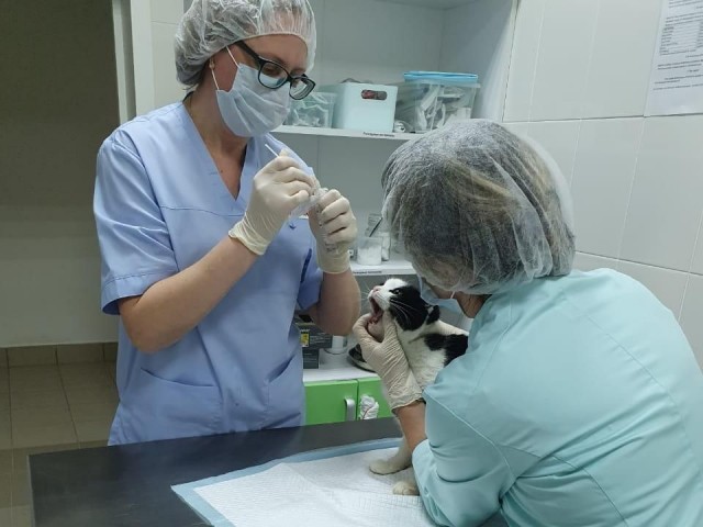 Первые два ветеринарных прививочных кабинета начали работать в Нижегородской области