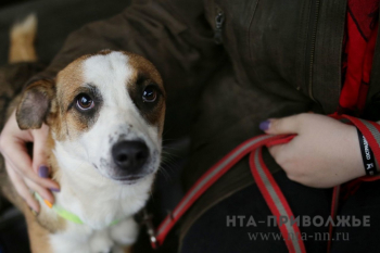 Более 3 млн рублей выделено на обустройство площадок для выгула собак в Чебоксарах