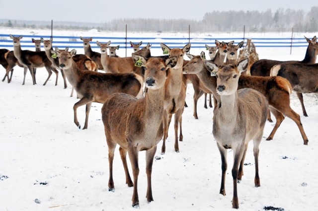Впервые в Нижегородской области начали разводить благородных оленей как сельскохозяйственных животных