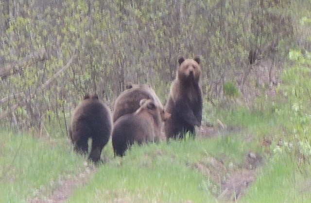 Медведицу с медвежатами встретили в Керженском заповеднике Нижегородской области (ВИДЕО)