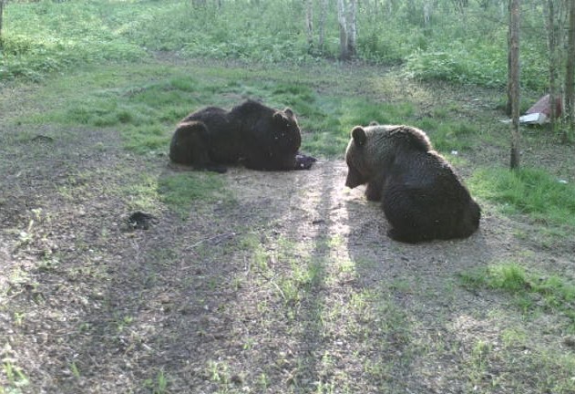 Более чем на 13% выросло число медведей в Нижегородской области