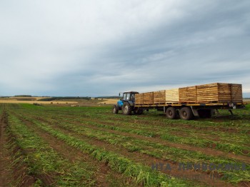 Около 1 тыс. га земель введено в  сельхозоборот в Нижегородской области в этом году