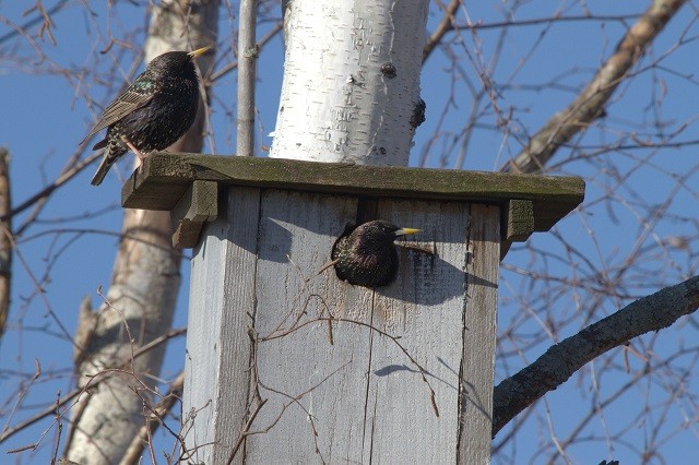 Нижегородцев приглашают посетить Дни птиц в Керженском заповеднике