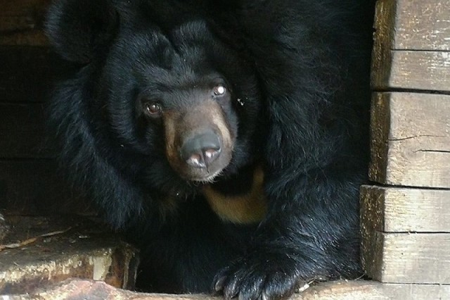 Гималайская медведица из закрытого нижегородского зоопарка "Мишутка" переедет в "Лимпопо"