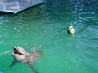 Нижегородский дельфинарий в парке им.1 мая