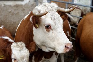 Карантин по лейкозу крупного рогатого скота установлен в Республике Марий Эл