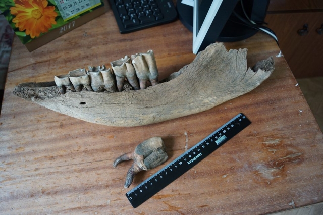 Челюсть шерстистого носорога обнаружили в Удмуртии